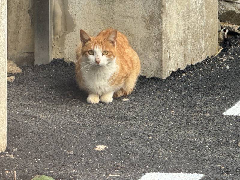 [잡담] 길냥이 잘 아는 익들 있어?? | 인스티즈