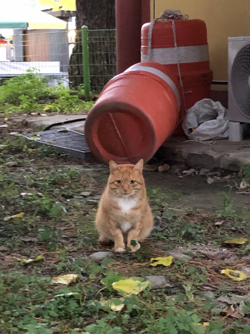 [잡담] 내가본고냥이중에젤기여움 | 인스티즈