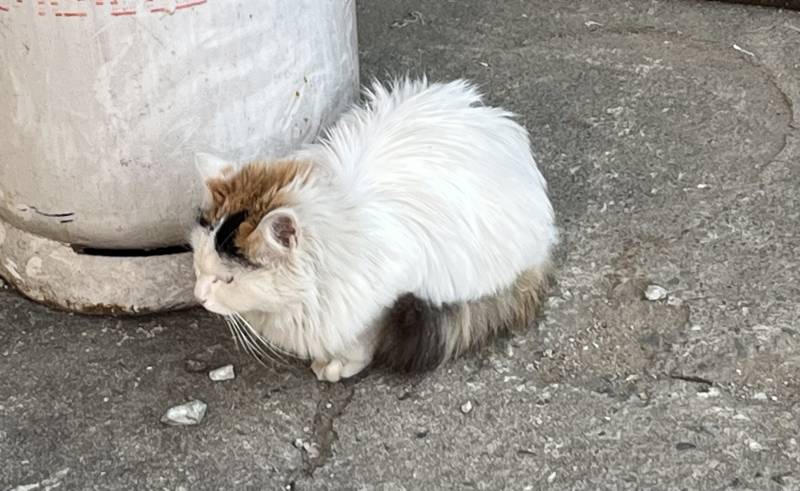 [잡담] 🐱공장에 고양이 들어 왔는데 집냥이 같아??🐱 | 인스티즈