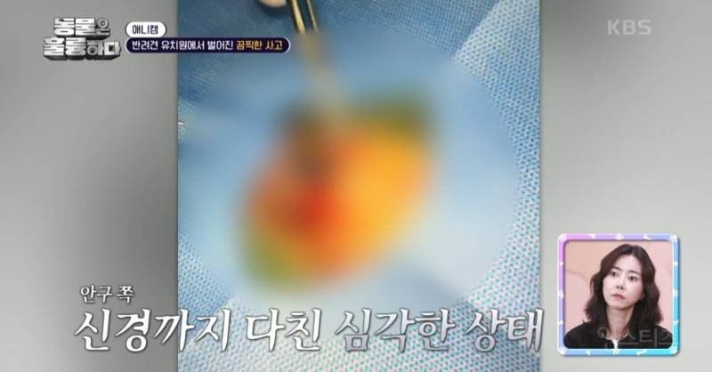 [동훌륭] [분노주의] 반려견 유치원에서 벌어진 끔찍한 사고?! | 인스티즈