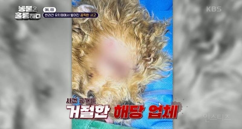 [동훌륭] [분노주의] 반려견 유치원에서 벌어진 끔찍한 사고?! | 인스티즈