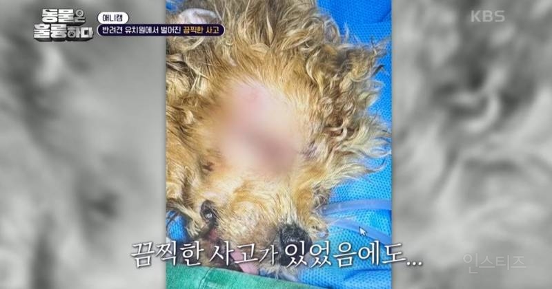 [동훌륭] [분노주의] 반려견 유치원에서 벌어진 끔찍한 사고?! | 인스티즈