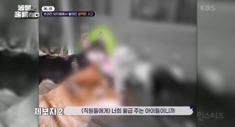 [동훌륭] [분노주의] 반려견 유치원에서 벌어진 끔찍한 사고?! | 인스티즈