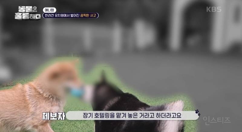 [동훌륭] [분노주의] 반려견 유치원에서 벌어진 끔찍한 사고?! | 인스티즈