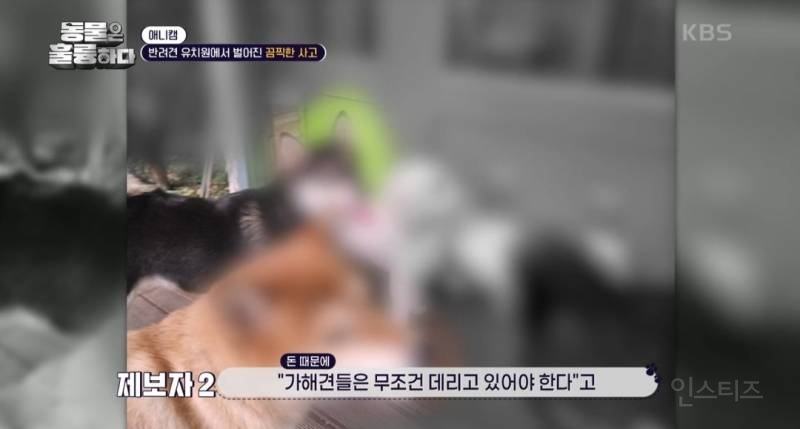 [동훌륭] [분노주의] 반려견 유치원에서 벌어진 끔찍한 사고?! | 인스티즈