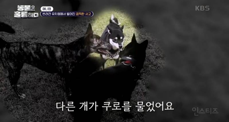 [동훌륭] [분노주의] 반려견 유치원에서 벌어진 끔찍한 사고?! | 인스티즈