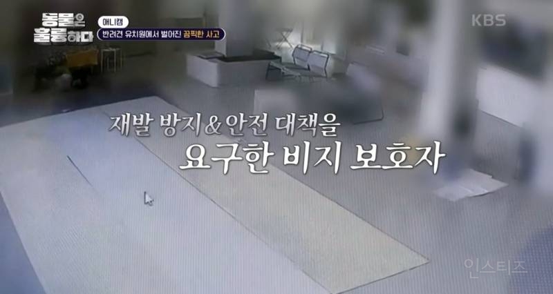 [동훌륭] [분노주의] 반려견 유치원에서 벌어진 끔찍한 사고?! | 인스티즈