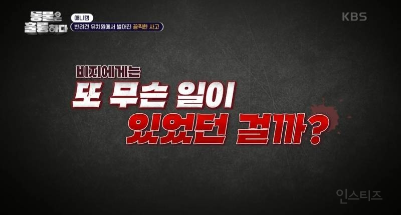 [동훌륭] [분노주의] 반려견 유치원에서 벌어진 끔찍한 사고?! | 인스티즈