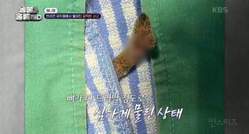 [동훌륭] [분노주의] 반려견 유치원에서 벌어진 끔찍한 사고?! | 인스티즈