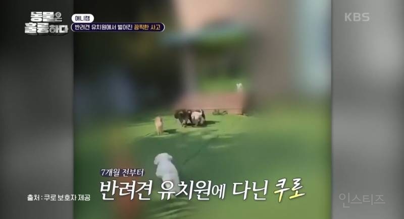 [동훌륭] [분노주의] 반려견 유치원에서 벌어진 끔찍한 사고?! | 인스티즈