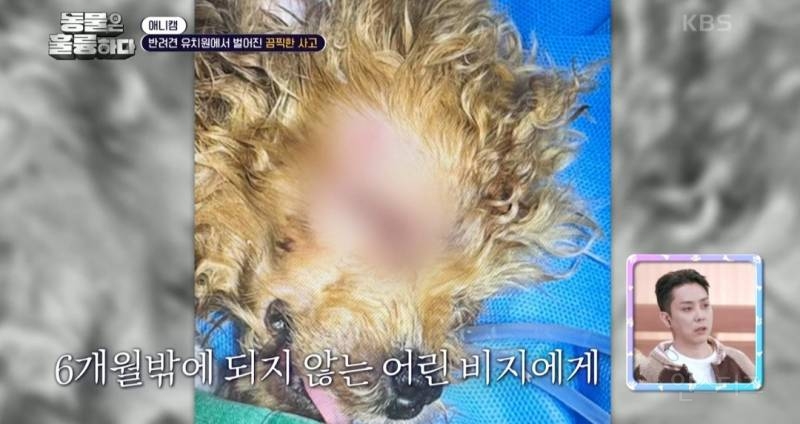 [동훌륭] [분노주의] 반려견 유치원에서 벌어진 끔찍한 사고?! | 인스티즈