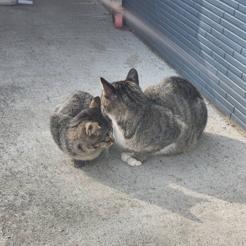 [잡담] 고양이 귀여워🙈 | 인스티즈