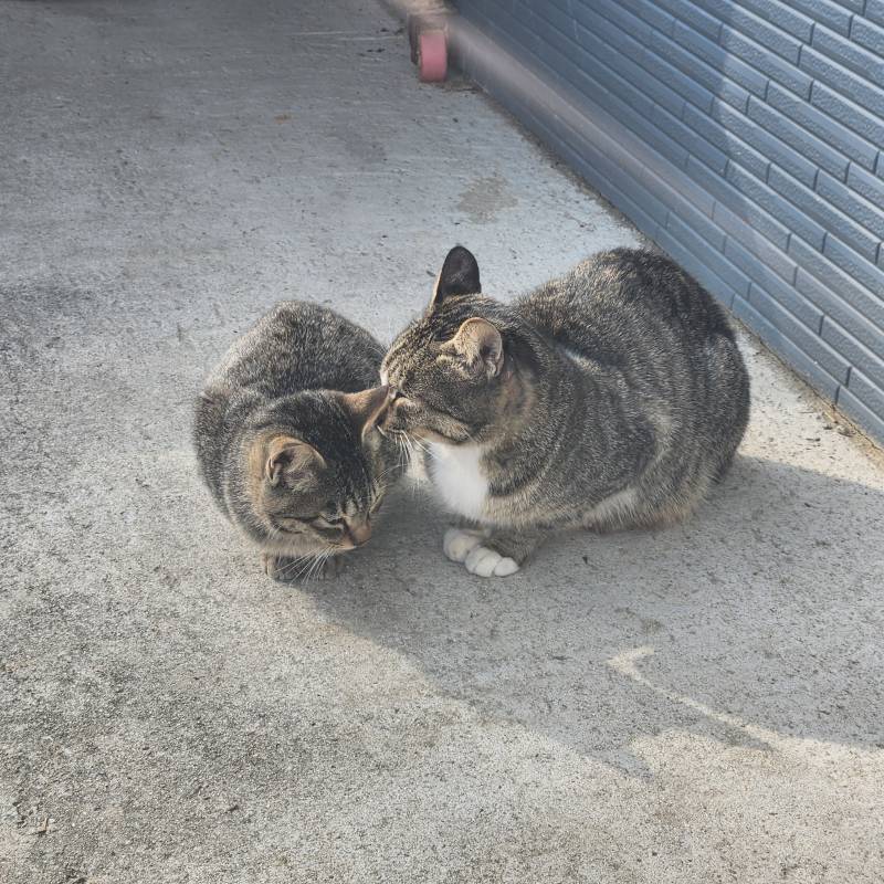 [잡담] 고양이 귀여워🙈 | 인스티즈