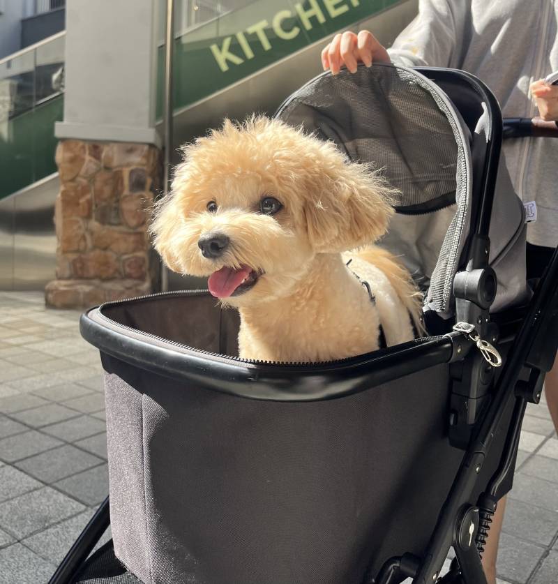 [잡담] +) 우리집 가나디 진짜!! 인형 같지… | 인스티즈