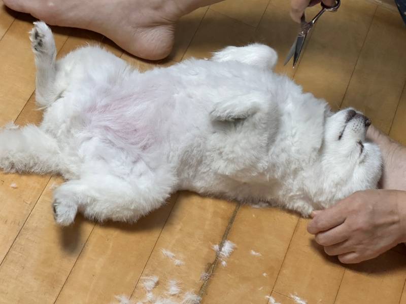 [잡담] 미용하는 우리 강아지 좀 봐줘ㅋㅋㅋㅋㅋ | 인스티즈