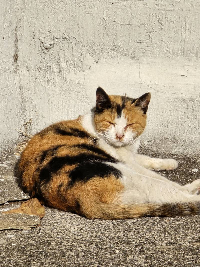 [잡담] 아파트 주차장에 길고냥이 자고있었어 | 인스티즈