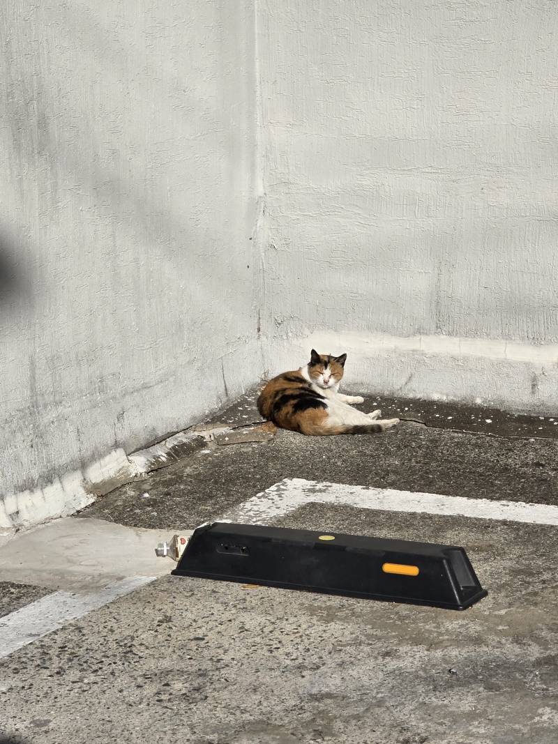 [잡담] 아파트 주차장에 길고냥이 자고있었어 | 인스티즈