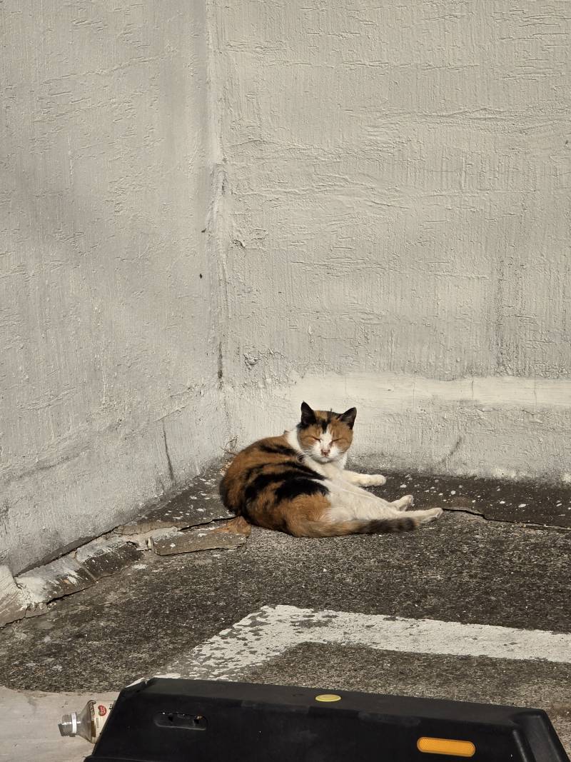 [잡담] 아파트 주차장에 길고냥이 자고있었어 | 인스티즈