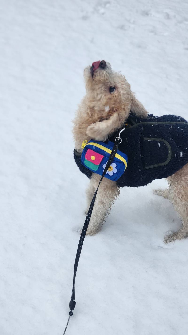 [잡담] 아무도 안 밟은 눈 강쥐랑 밟고 왔따🌨 | 인스티즈