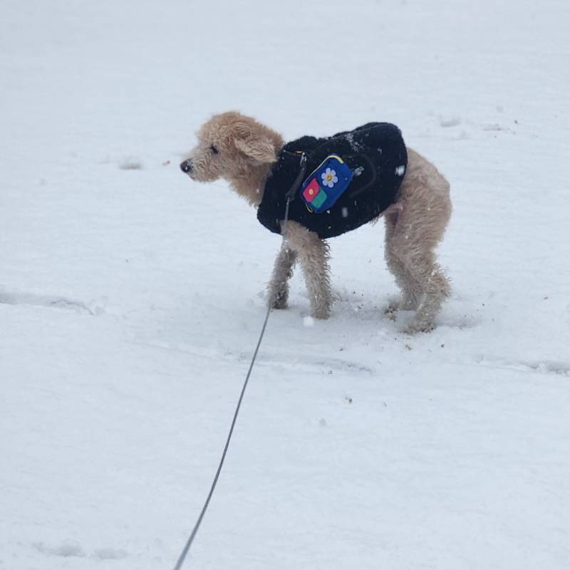 [잡담] 아무도 안 밟은 눈 강쥐랑 밟고 왔따🌨 | 인스티즈