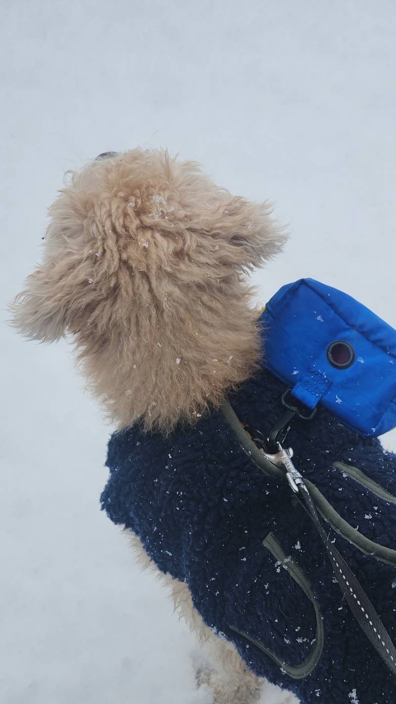 [잡담] 아무도 안 밟은 눈 강쥐랑 밟고 왔따🌨 | 인스티즈