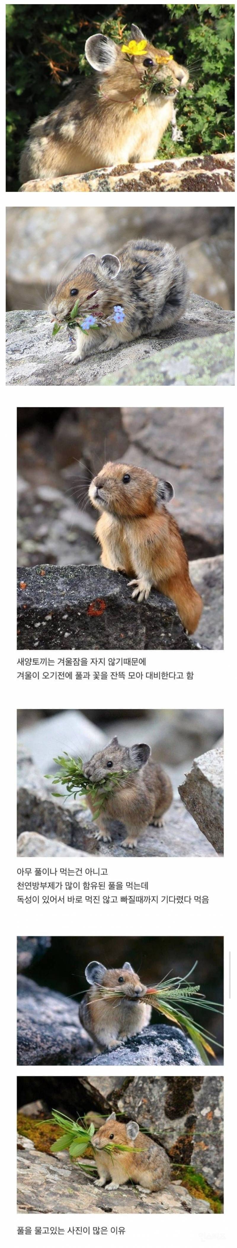 새앙토끼가 꽃이나 풀을 물고 있는 이유.jpg | 인스티즈