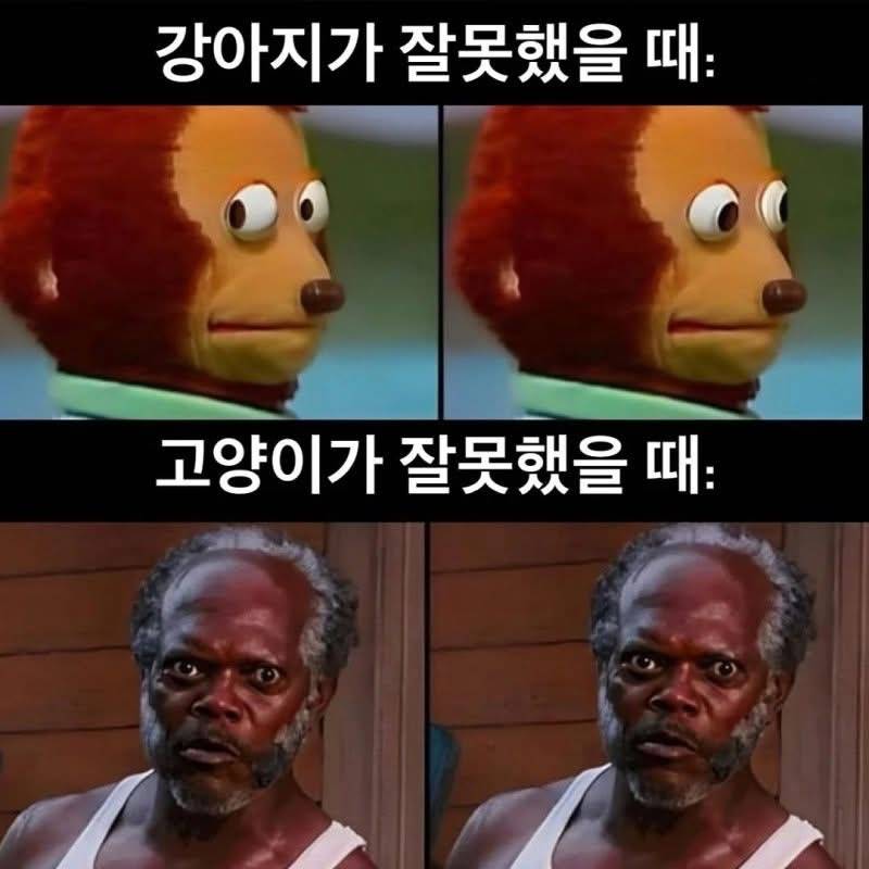 [잡담] 강아지가 잘못했을 때 vs 고양이가 잘못했을 때 | 인스티즈