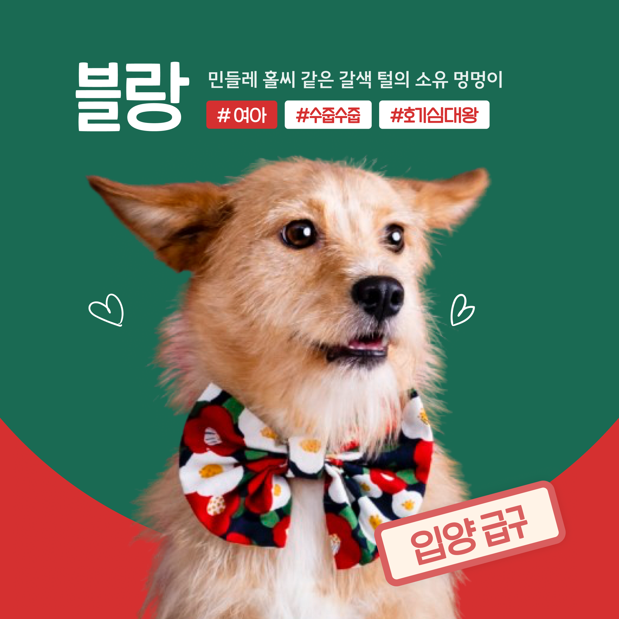 유기견 입양.. 장벽이 높다고? 그러면 입양제부터 와보는건 어때!! 12/21 행유세 크리스마스 입양제 | 인스티즈