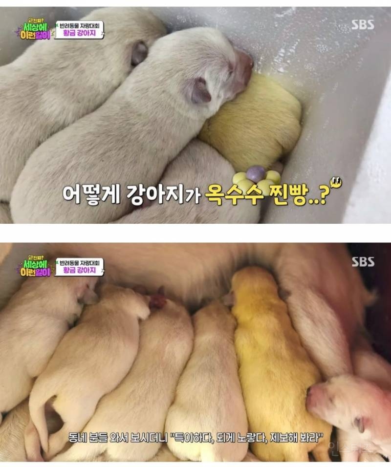 멍뭉이 뱃속에서 카스테라, 옥수수찐빵이 나옴.jpg | 인스티즈