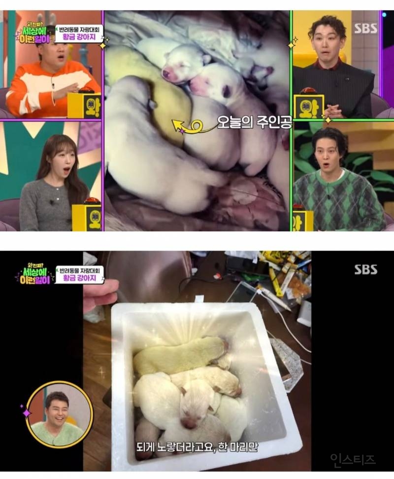 멍뭉이 뱃속에서 카스테라, 옥수수찐빵이 나옴.jpg | 인스티즈