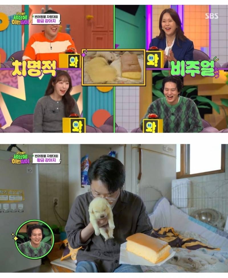 멍뭉이 뱃속에서 카스테라, 옥수수찐빵이 나옴.jpg | 인스티즈