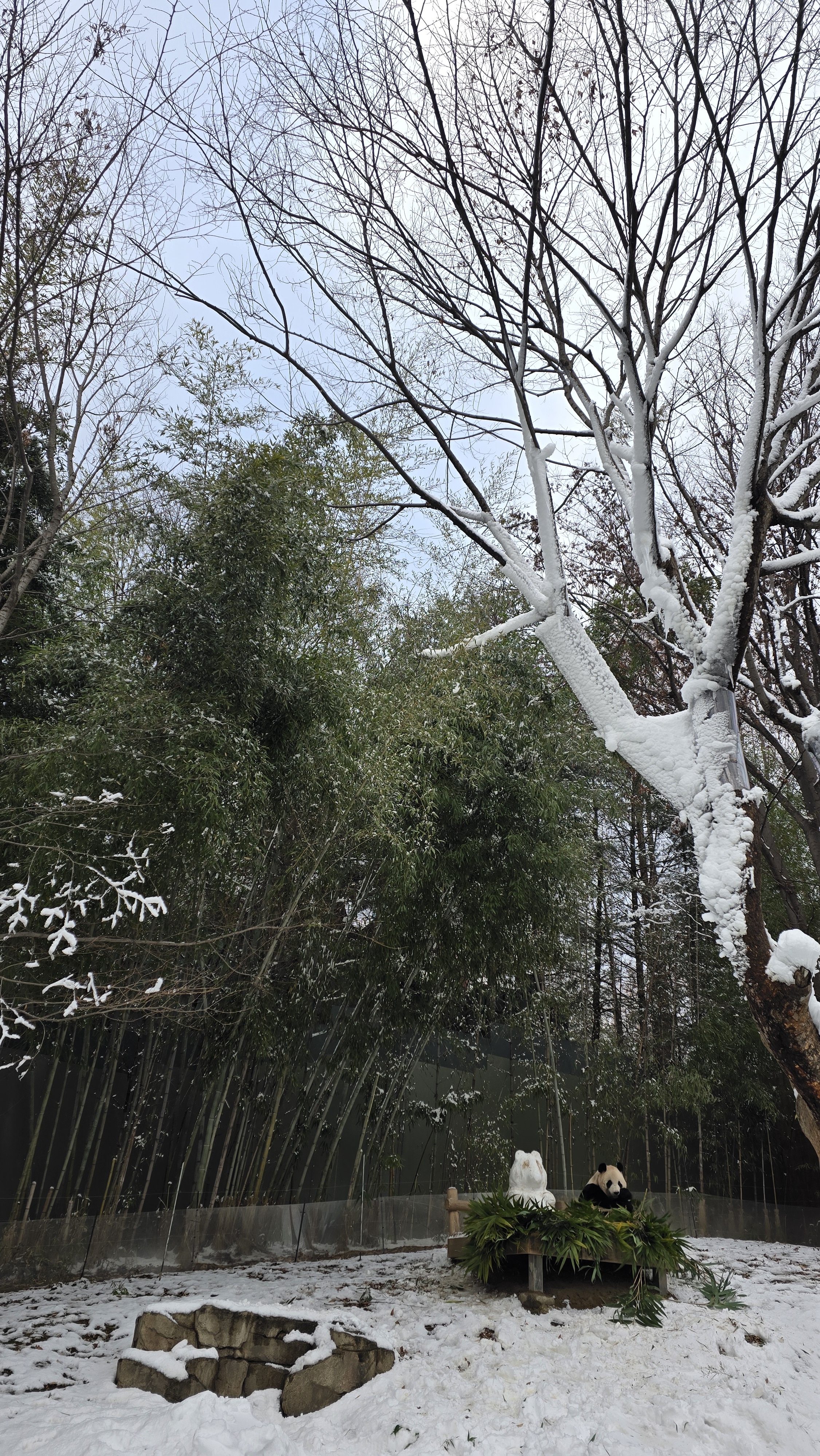 [잡담] 송바오 오늘두 푸바오 눈사람 만들었나봐ㅠㅠㅠㅠ | 인스티즈