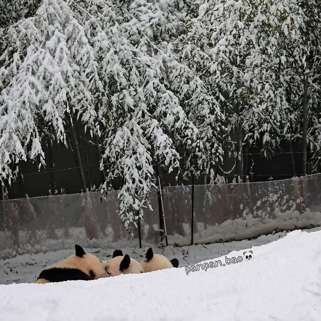 [잡담] 아 ㅜ 아이바오랑 루이후이 누가 아긴지 모르겠다고 하고싶은데.. 할수가없네... | 인스티즈