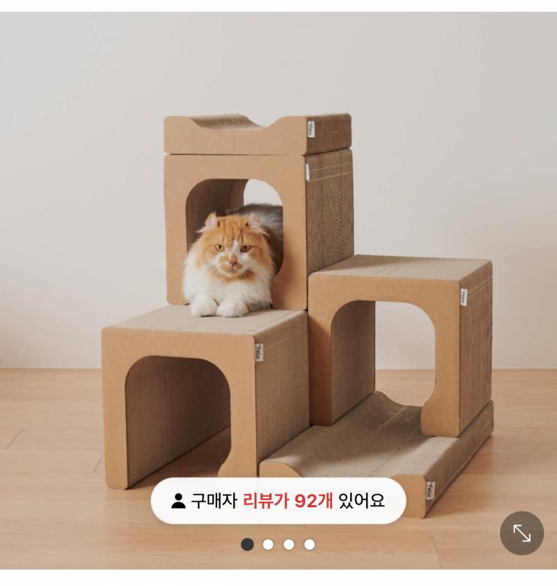 [잡담] 고양이 집사들아 나 궁금한 거 있어!! | 인스티즈