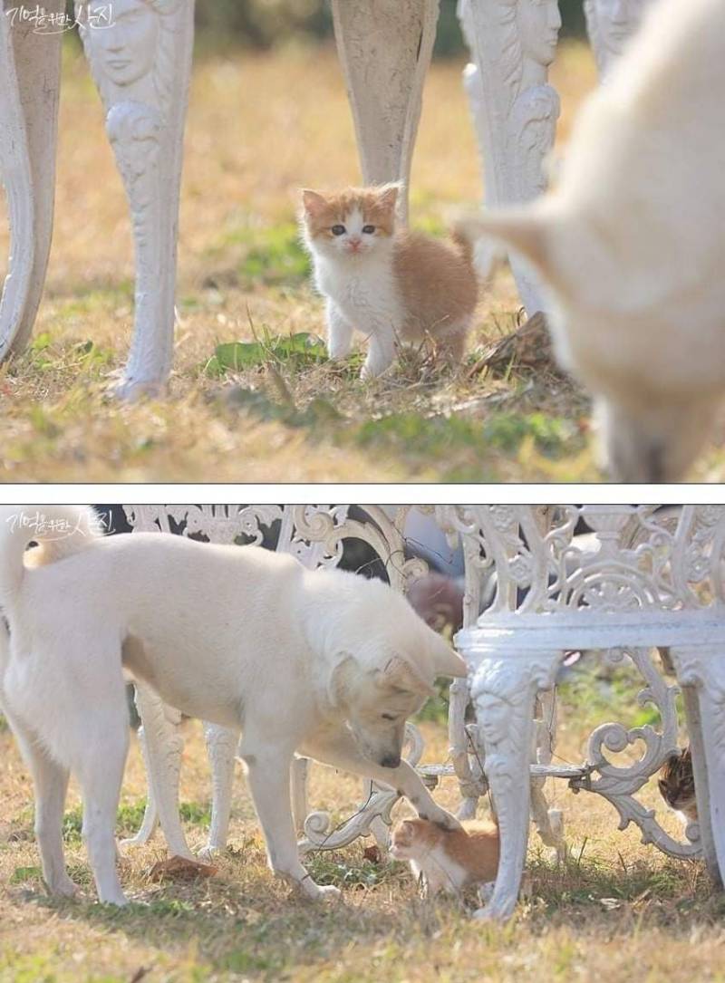 [잡담] 아기고양이 이쁨받는거 너무 귀엽다 | 인스티즈