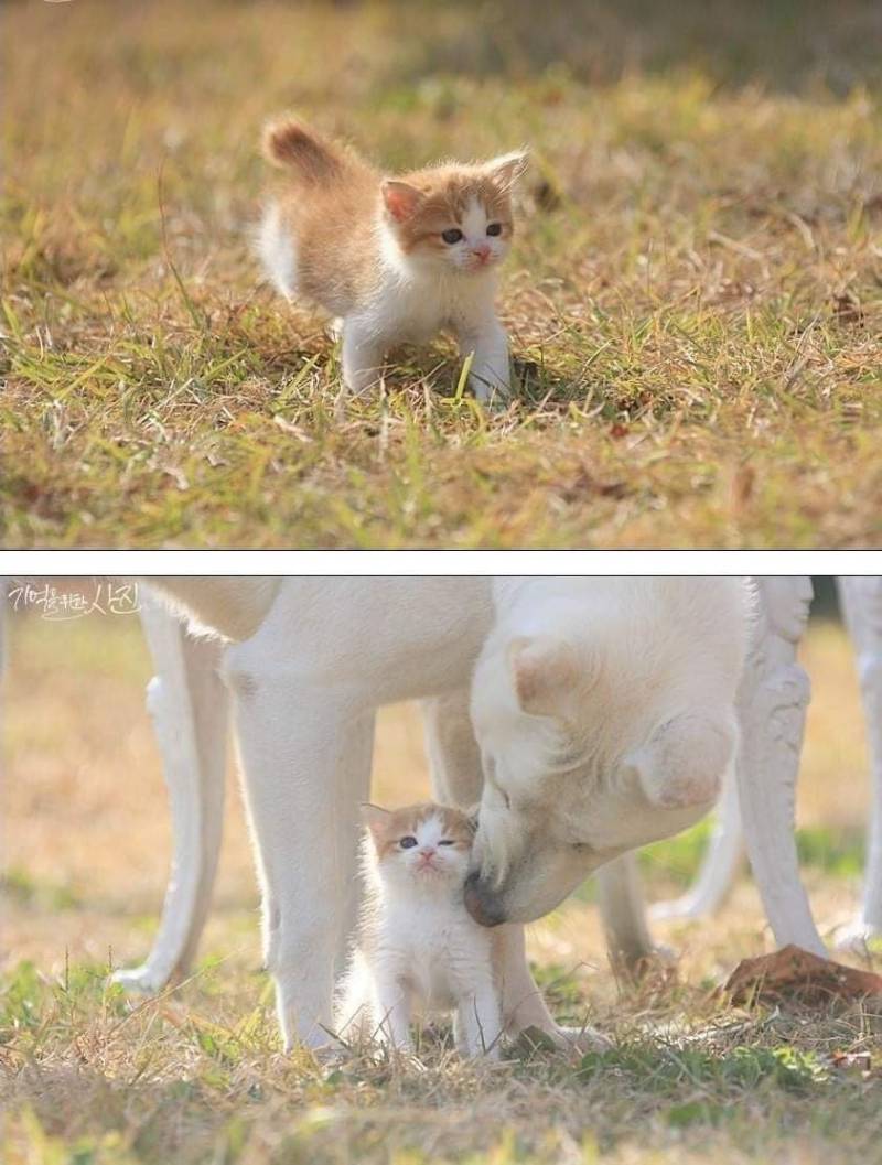 [잡담] 아기고양이 이쁨받는거 너무 귀엽다 | 인스티즈