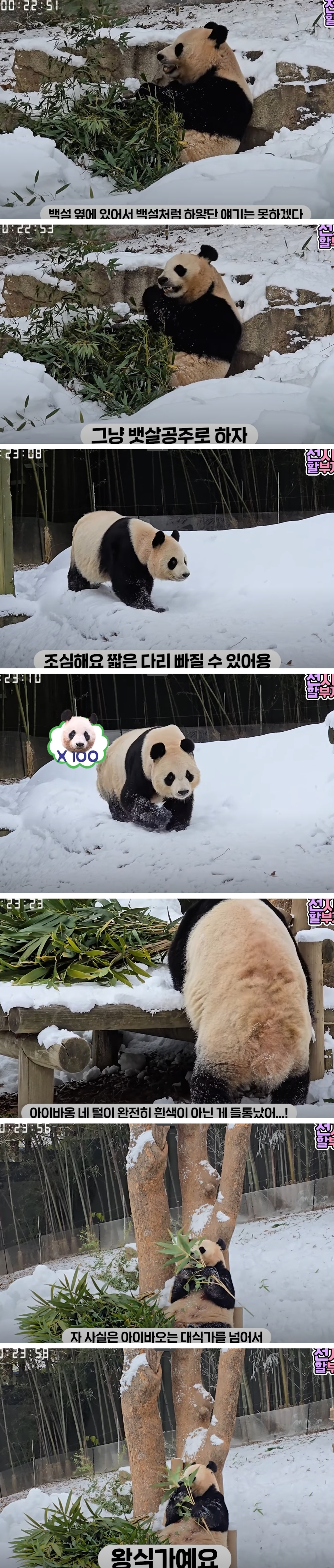 [잡담] 사랑하는 딸이지만 대문자T 압빠 강바오🐼👨‍🌾 | 인스티즈