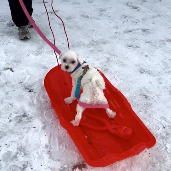 [잡담] 썰매 처음 타는 강아지🐶 | 인스티즈