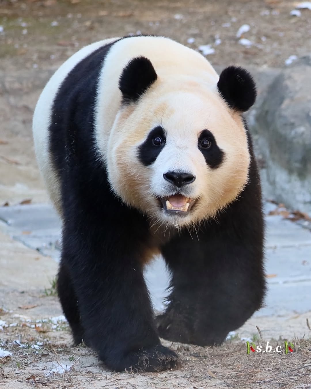 [잡담] 푸바오 귀여워... 푸바오 사랑스러워... 푸바오 예뻐... 푸바오 누래... 푸바오 사랑해... | 인스티즈