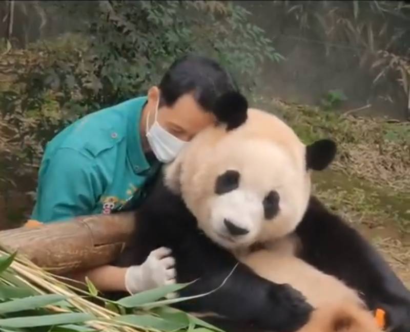 [잡담] 나도 푸바오 안아보고 싶다... | 인스티즈