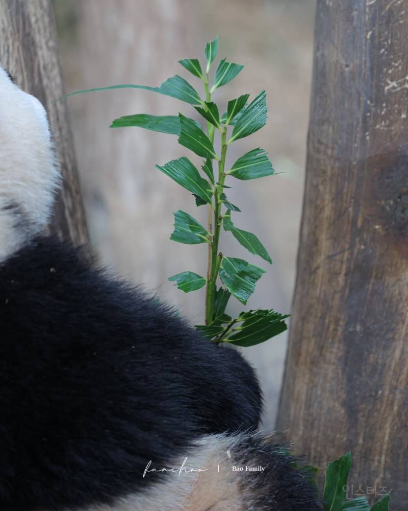 루이바오 발라먹은 댓잎 가진데 진짜 하찮음ㅋㅋㅋ 🌿🐼 | 인스티즈