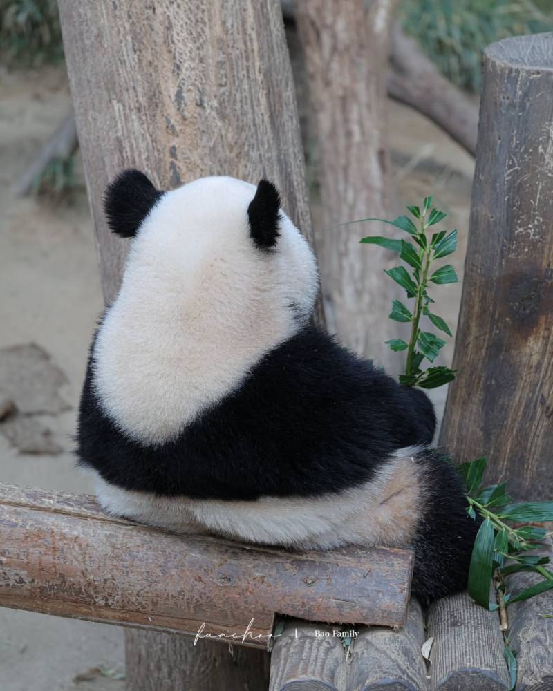 루이바오 발라먹은 댓잎 가진데 진짜 하찮음ㅋㅋㅋ 🌿🐼 | 인스티즈