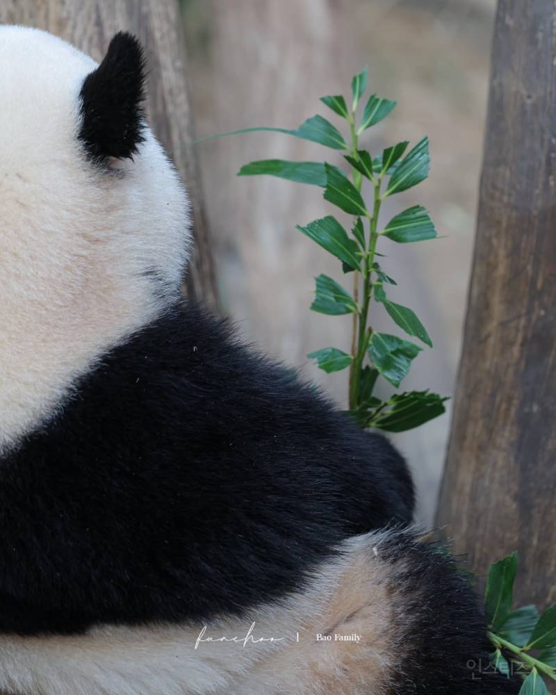 루이바오 발라먹은 댓잎 가진데 진짜 하찮음ㅋㅋㅋ 🌿🐼 | 인스티즈