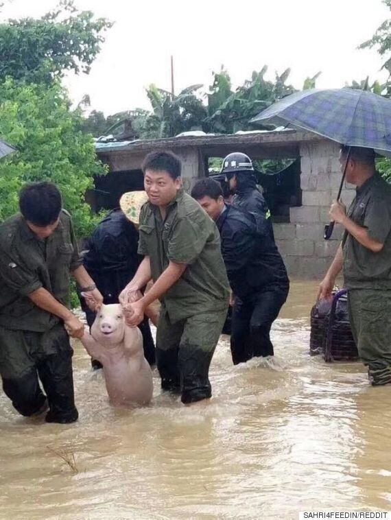 [잡담] 돼지!! 체포!! 돼지!! 체포!! 돼지!! 체포!! 돼지!! 체포!! | 인스티즈