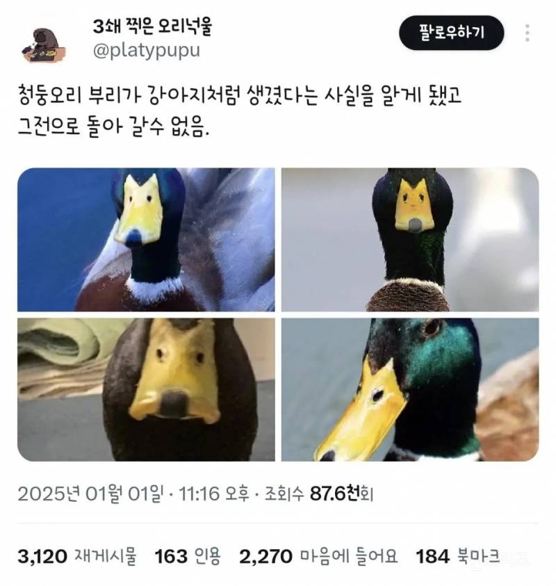 앞으로 청둥오리 부리를 보는 순간 마법에 걸림.jpg | 인스티즈