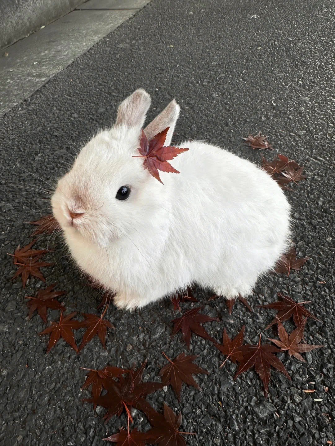 [잡담] 이제 모든 토끼가 도영이같아...어쩌지 | 인스티즈