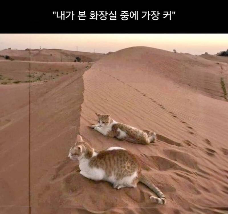 [잡담] 🐱 : 내가 본 화장실 중에 제일 커 | 인스티즈