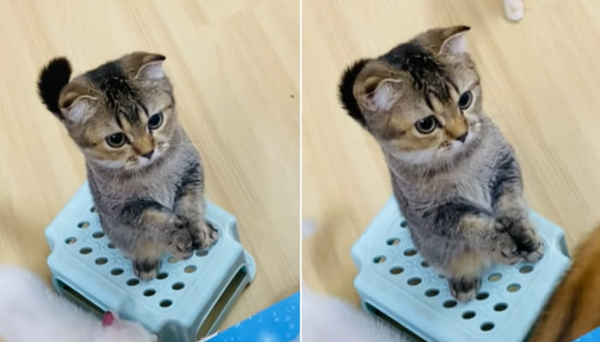 [잡담] 원빈이 집냥이 | 인스티즈