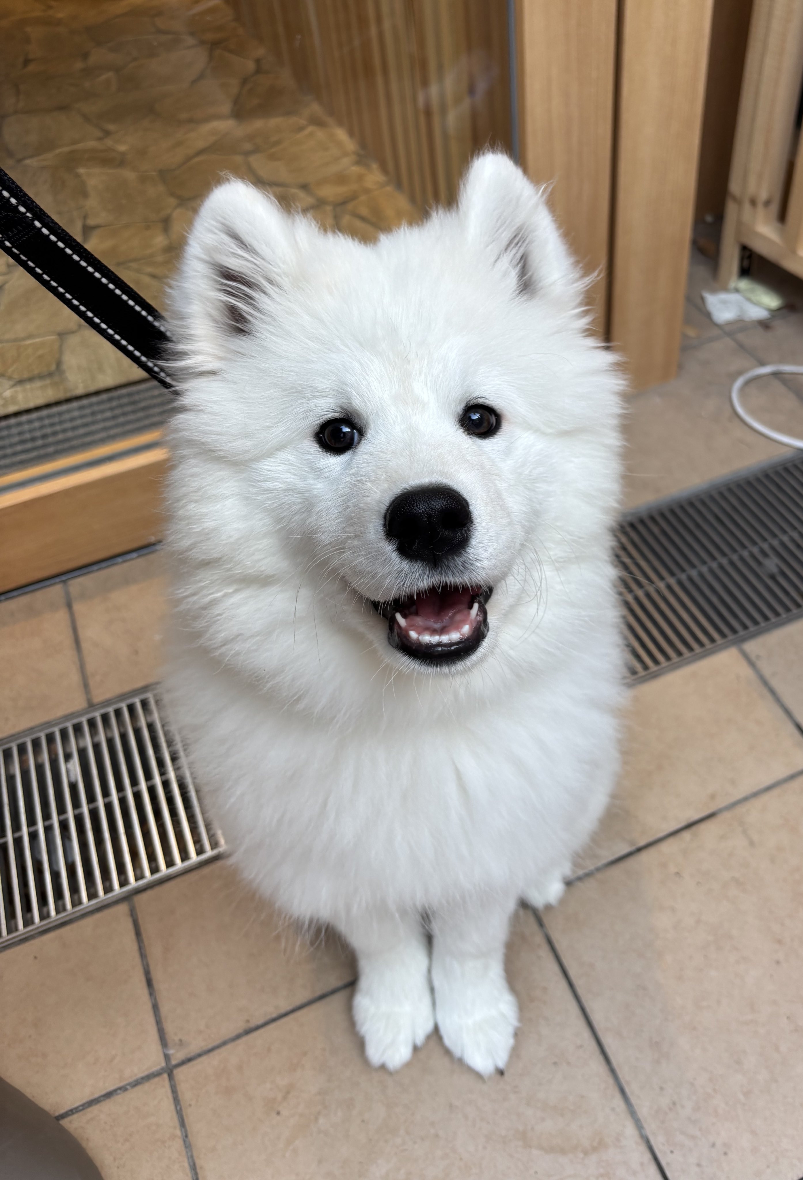 [잡담] 일본 사모예드 카페에 있는 제노쨩이 드디어 혼자 앉을 수 있게 됐대😍😍😍 | 인스티즈