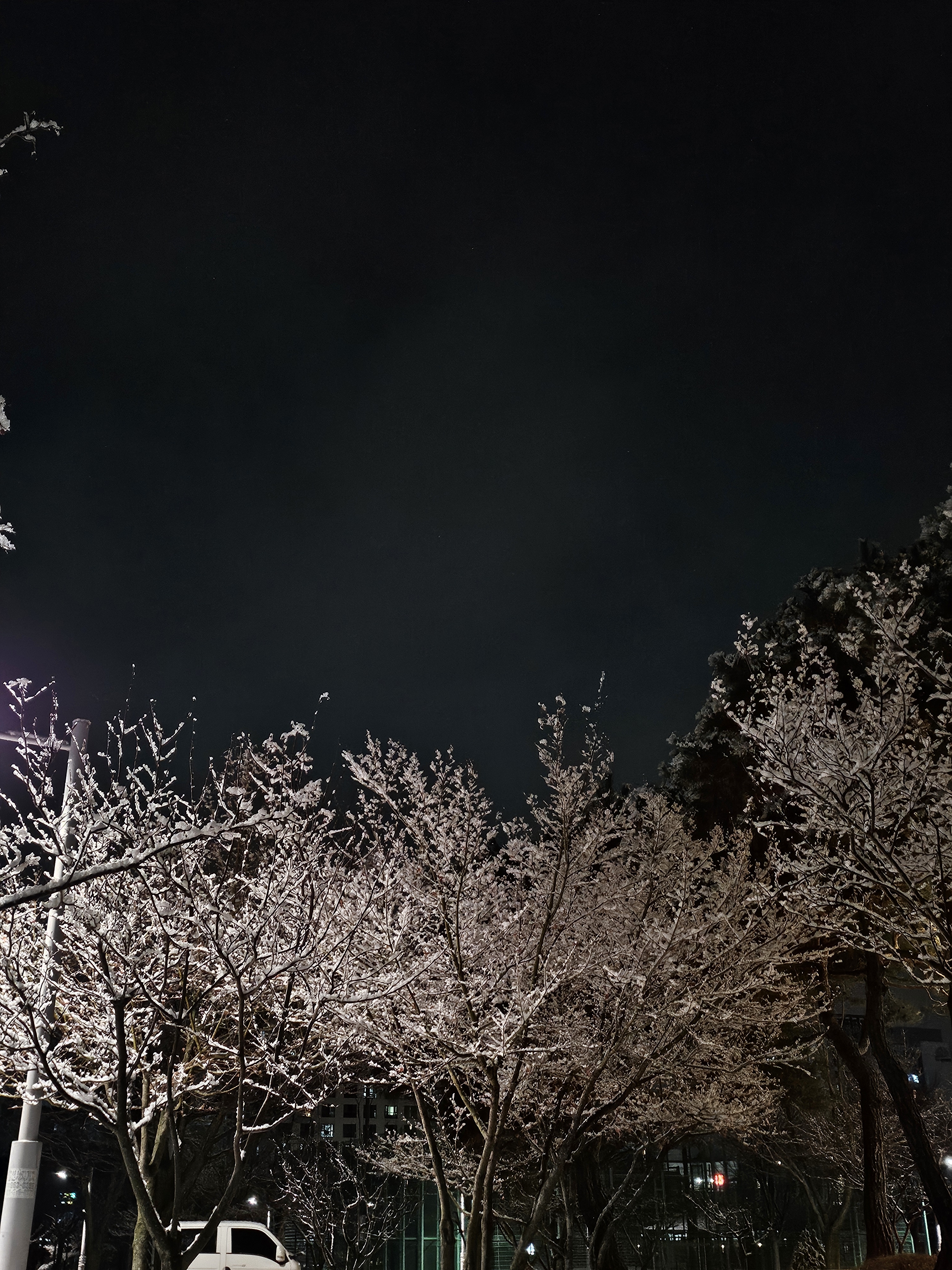 [잡담] 한겨울에 핀 벚꽃 같다❄️🌸 | 인스티즈